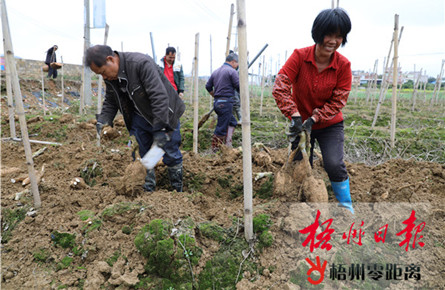 藤縣和平鎮新平村的貧困戶收獲粉葛 