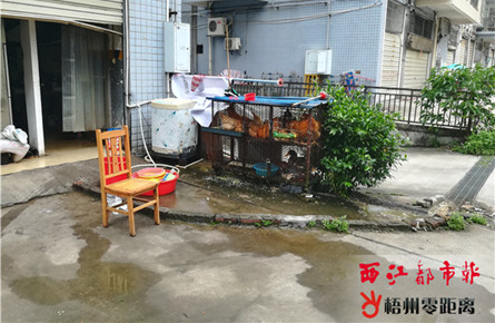 小區樓下養殖家禽污染環境