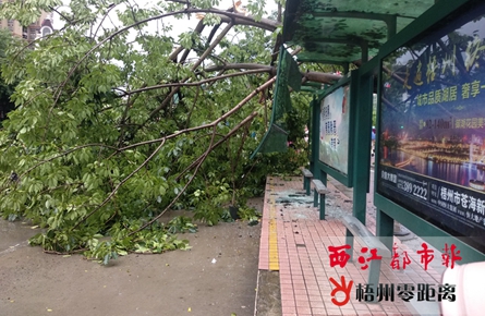行道樹倒伏砸向公交站臺 數名市民受傷