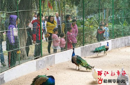 一票游園 