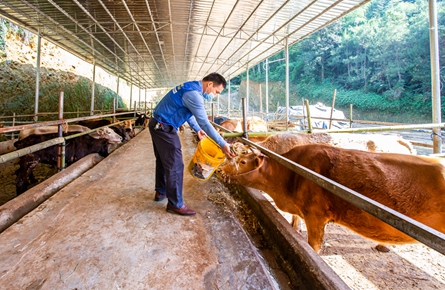 肉牛養殖