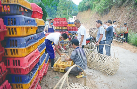 藤縣向建檔立卡貧困戶免費發放雞苗