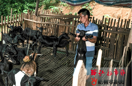 深山養羊走上致富路