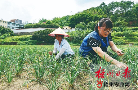 扎根基層 情傾農家 | 梧州市駐村第一書記掠影
