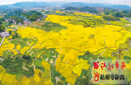 萬秀區夏郢鎮鎮安村晚稻成熟