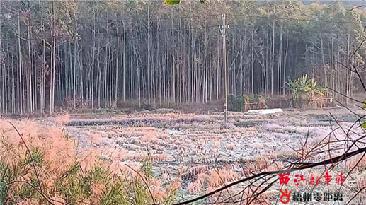 霜凍天氣農作物受損