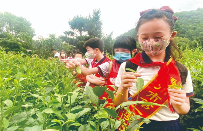 梧州市第一實驗小學學生走進茶企業學習茶文化