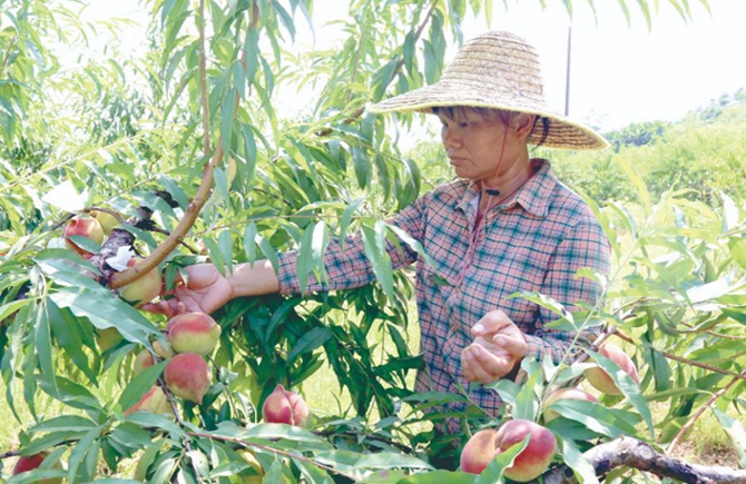采摘鷹嘴桃