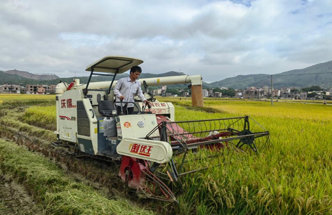 梧州市晚稻種植面積、單產(chǎn)比往年有所提高
