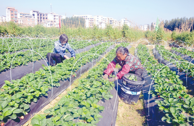 冬無閑田助農增收