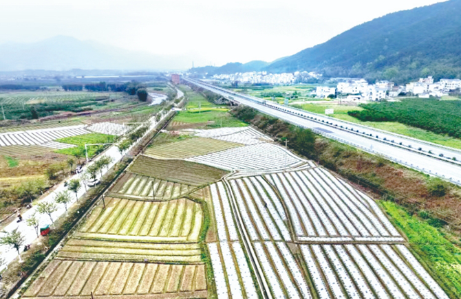 文圩鎮搶種姜芽促“三產”豐收
