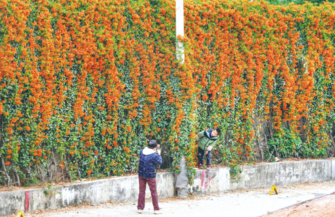 炮仗花盛開