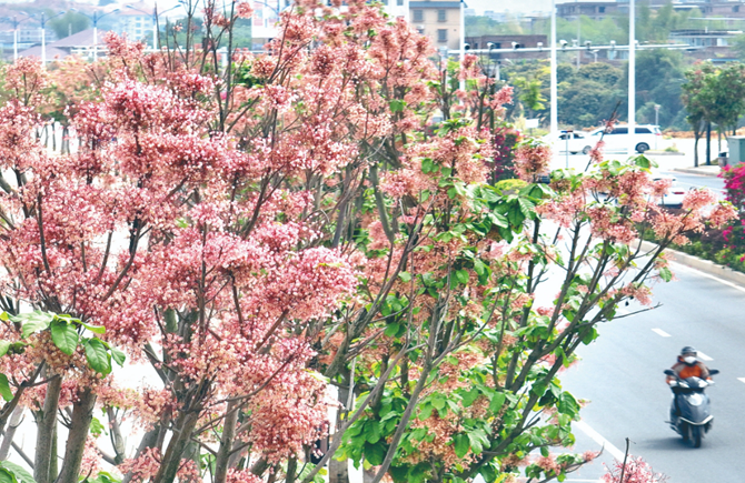 六旺樹開花